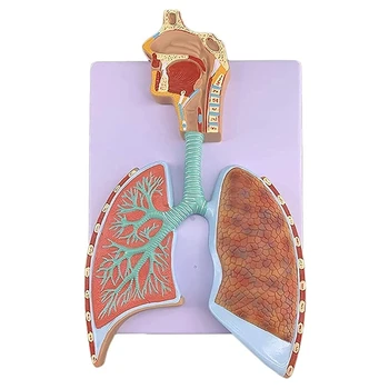 Multi-purpose Žmogaus Kvėpavimo Sistemą Anatominės Struktūros Modelis Išsiplėtusios Žmogaus Alveolinė Modelis Ligoninės, Mokyklos Dropship