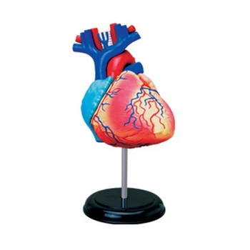 co231 Nuimamas Mokslo Anatomija Širdies Modelis už Studijų Ekranas Medicinos Mokymo Modelis Anatomijos Modelis Širdies Modelis