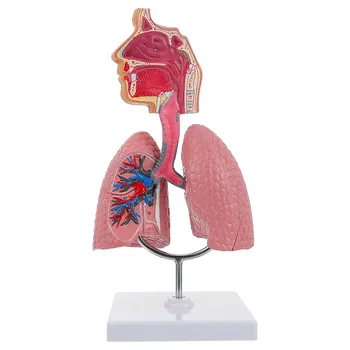 1PC Plaučių Kvėpavimo takų Anatomijos Modelis Mokymo Priemonė Žmogaus Ekrano modelis Mokyklos Plaučius Anatominiai Širdies Švietimo Nosies Žaislas