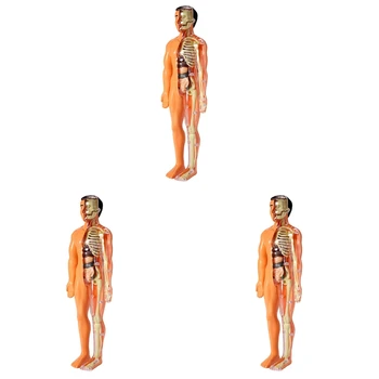 3X 3D Žmogaus Kūno Anatomijos Modelis Vaikai Plastiko 