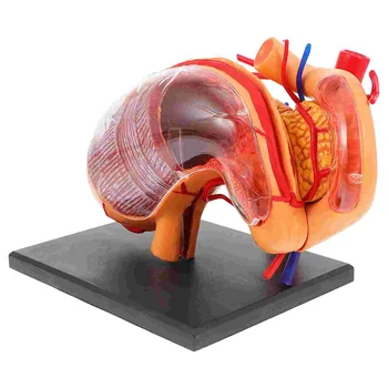 Organų Anatomijos Modelis Biologinių Mokymo Tiekimo Klasėje Pagalba Demonstravimo Įranga Mokslų Modeliai