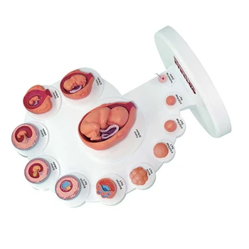 4D Žmogaus Embriono Vystymosi Anatomijos Modelis Vaisiaus Augimo Organų Mokymo Alpinia Surinkti Žaislai