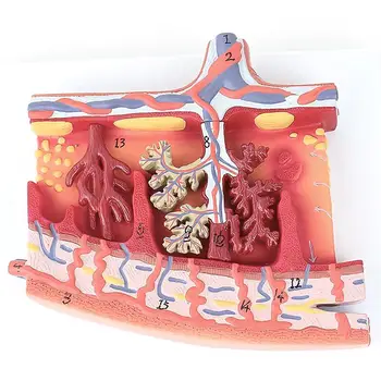 Žmogaus Placental Membranos Gimdos Venas Virkštelės Modelis Medicinos Mokykla