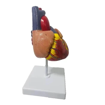 1:1 natūralaus dydžio žmogaus širdies anatomiją modelis medicinos mokymo priemonių