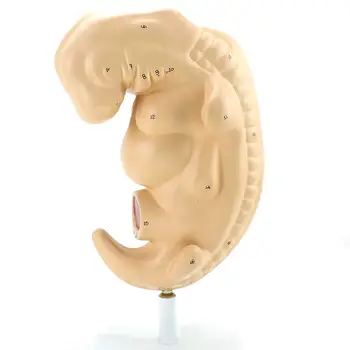 Gyvenimo Dydis 4 Savaičių Embrionas Nėštumo Nėštumo Laikotarpiu Modelis Medicinos Mokymo Modeliai