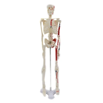 45cm Mini Medicinos Žmogaus Skeleto Modelis su Stovu Tyrimų Duomenys apie Žmogaus Kaulų